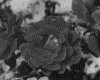 IMG002.GIF.gst.iff
