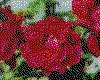 IMG002.GIF.cst.iff