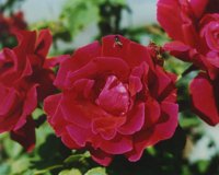 IMG002.GIF