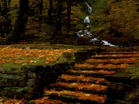 IMG110.GIF