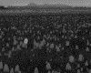 IMG104.GIF.gst.iff