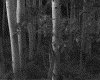 IMG063.GIF.gst.iff