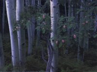 IMG063.GIF