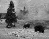 IMG051.GIF.gst.iff