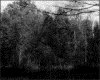 IMG040.GIF.gst.iff