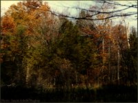 IMG040.GIF