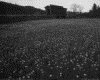 IMG039.GIF.gst.iff