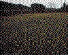 IMG039.GIF.cst.iff