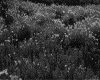 IMG038.GIF.gst.iff