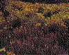 IMG038.GIF.cst.iff