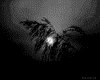 IMG032.GIF.gst.iff