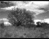 IMG017.GIF.gst.iff