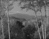 IMG010.GIF.gst.iff