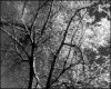 IMG009.GIF.gst.iff