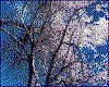 IMG009.GIF.cst.iff