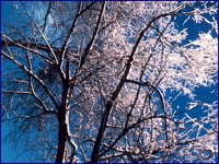 IMG009.GIF