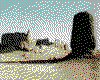 IMG073.GIF.cst.iff
