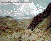 IMG066.GIF.cst.iff