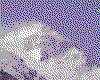 IMG014.GIF.cst.iff