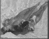 IMG182.GIF.gst.iff