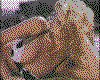 IMG006.GIF.cst.iff