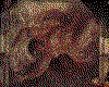 IMG016.GIF.cst.iff