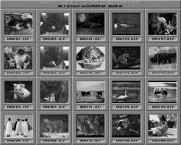 Tiere5_B.IFF
