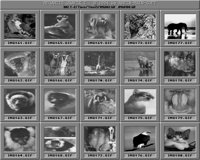 Tiere5_A.IFF