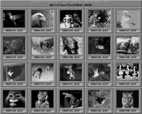 Tiere4_A.IFF