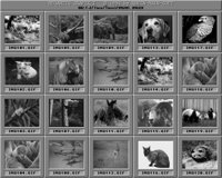 Tiere3_B.IFF
