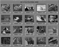 Tiere2_B.IFF