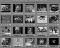 Tiere2_A.IFF