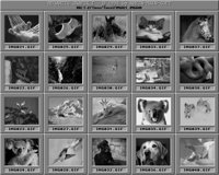 Tiere1_B.IFF