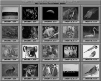 Tiere1_A.IFF