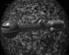 IMG785.GIF.gst.iff