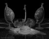 IMG774.GIF.gst.iff