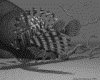 IMG736.GIF.gst.iff