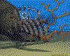 IMG736.GIF.cst.iff