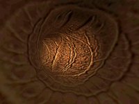 IMG712.GIF