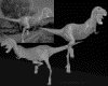 IMG698.GIF.gst.iff