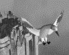 IMG651.GIF.gst.iff