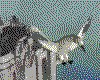 IMG651.GIF.cst.iff