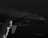 IMG641.GIF.gst.iff