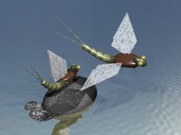 IMG639.GIF