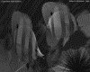 IMG614.GIF.gst.iff