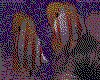IMG614.GIF.cst.iff