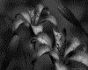 IMG610.GIF.gst.iff