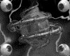 IMG604.GIF.gst.iff