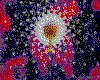 IMG590.GIF.cst.iff