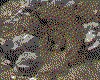 IMG577.GIF.cst.iff
